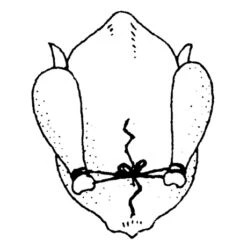 Ficelle De Cuisine 152 M -Silikomart Cuisine Boutique 601080 3 1 Ficelle de cuisine 152 m